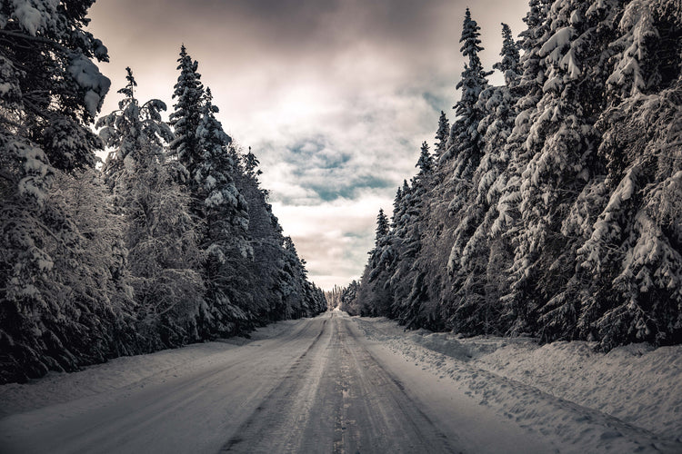 The Whispers of Winter